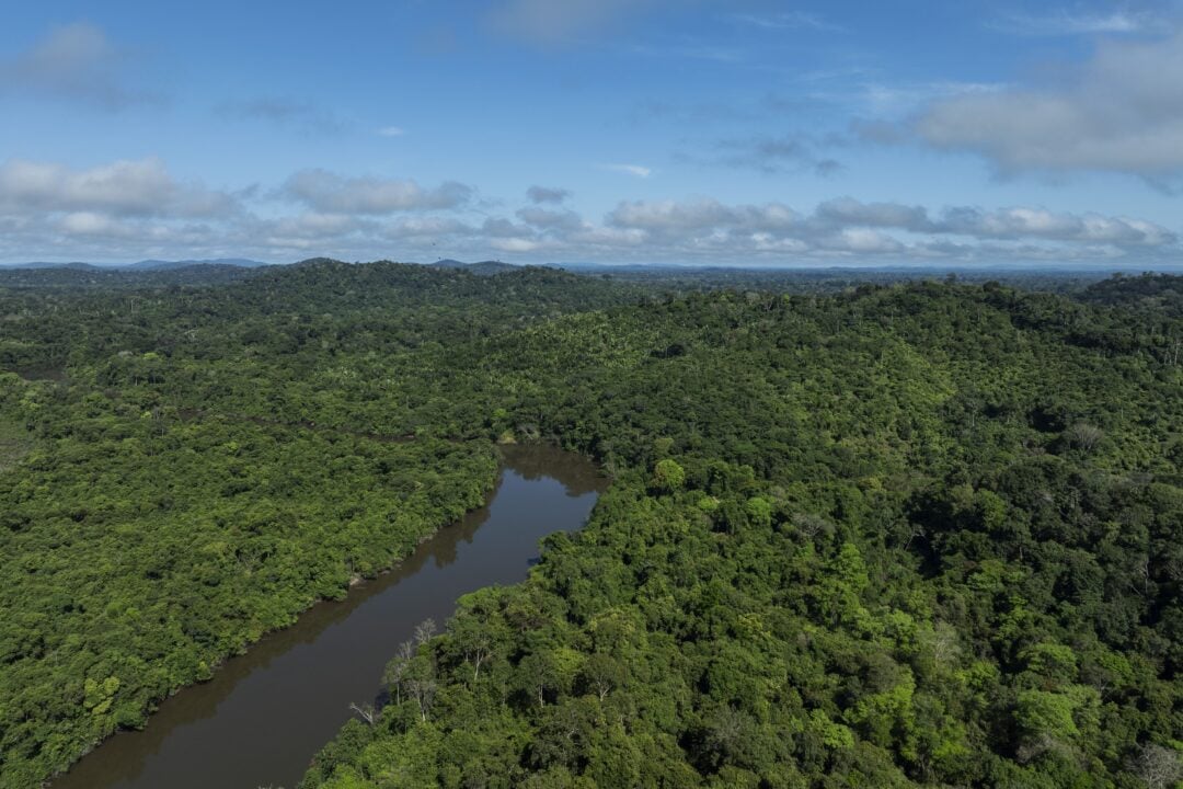A floresta sumiu em 24 horas