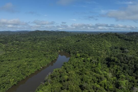 A floresta sumiu em 24 horas